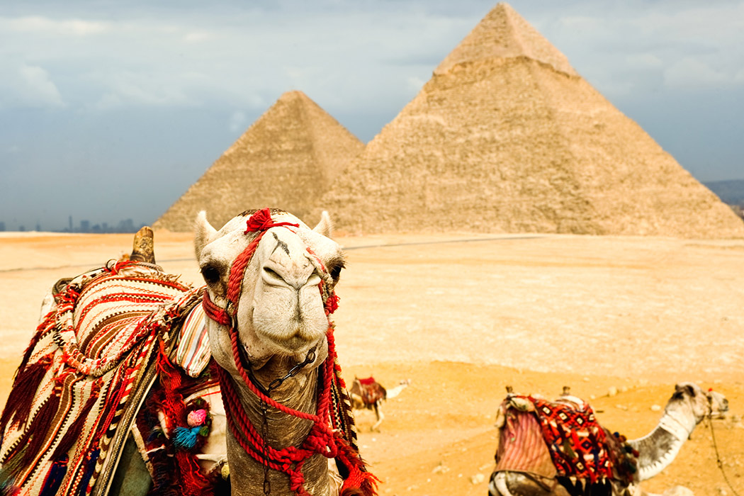 Un cammello davanti alle piramidi