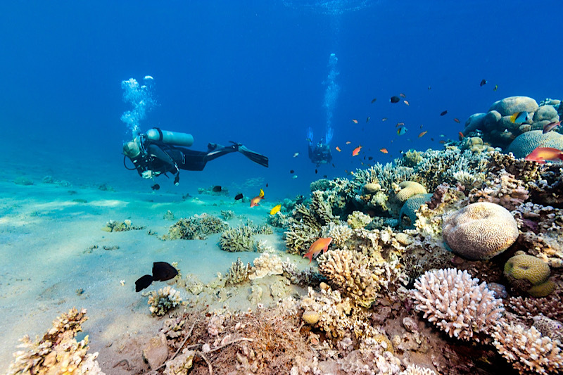 Immersioni mar rosso, un uomo fa immersioni a sharm Immersioni mar rosso, un uomo fa immersioni a sharm