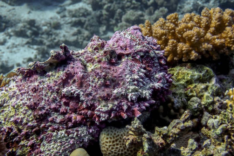 Mar Rosso località più belle, Ras Mohammed
