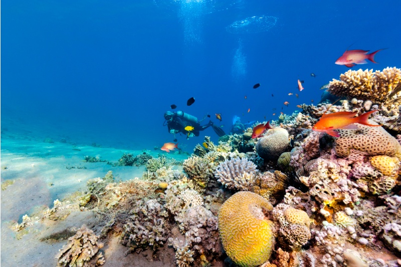 Cose da fare a Sharm El Sheikh, la barriera corallina