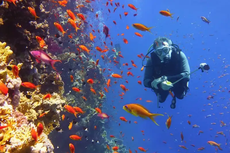 Cosa vedere in Egitto, Le barriere coralline del Mar Rosso Cosa vedere in Egitto, Le barriere coralline del Mar Rosso