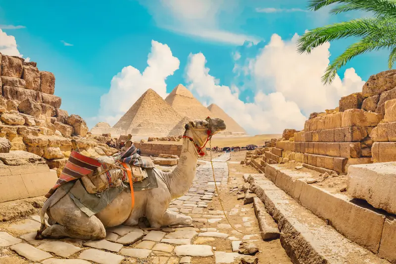 Un cammello davanti alle piramidi