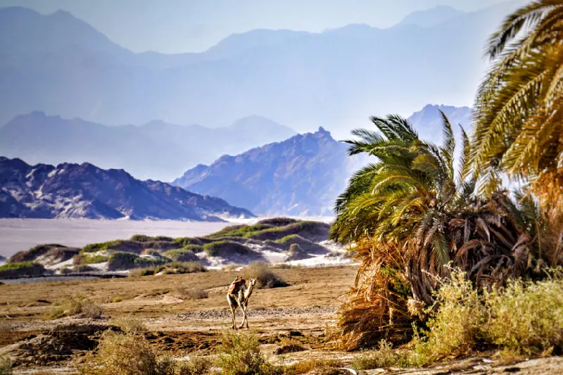 Cose da fare a Sharm el Sheikh, La Riserva di Nabq a sharm el sheikh Cose da fare a Sharm el Sheikh, La Riserva di Nabq a sharm el sheikh