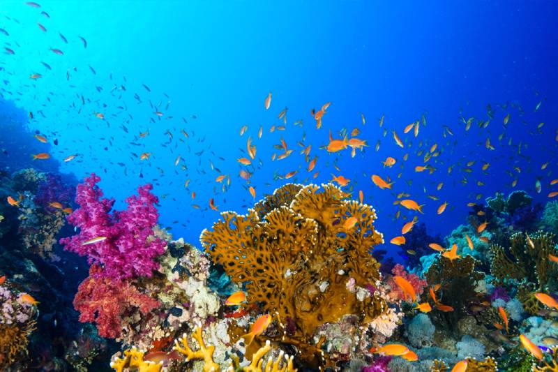 barriere coralline e pesci nelle profondità del mar rosso