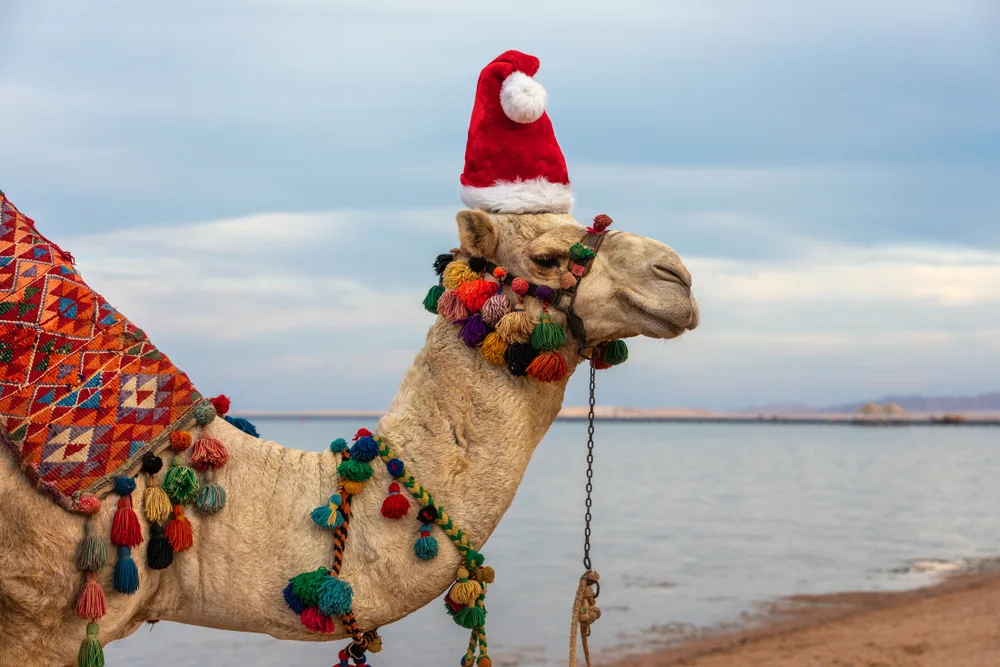egitto a capodanno, un cammello sulla spiaggia