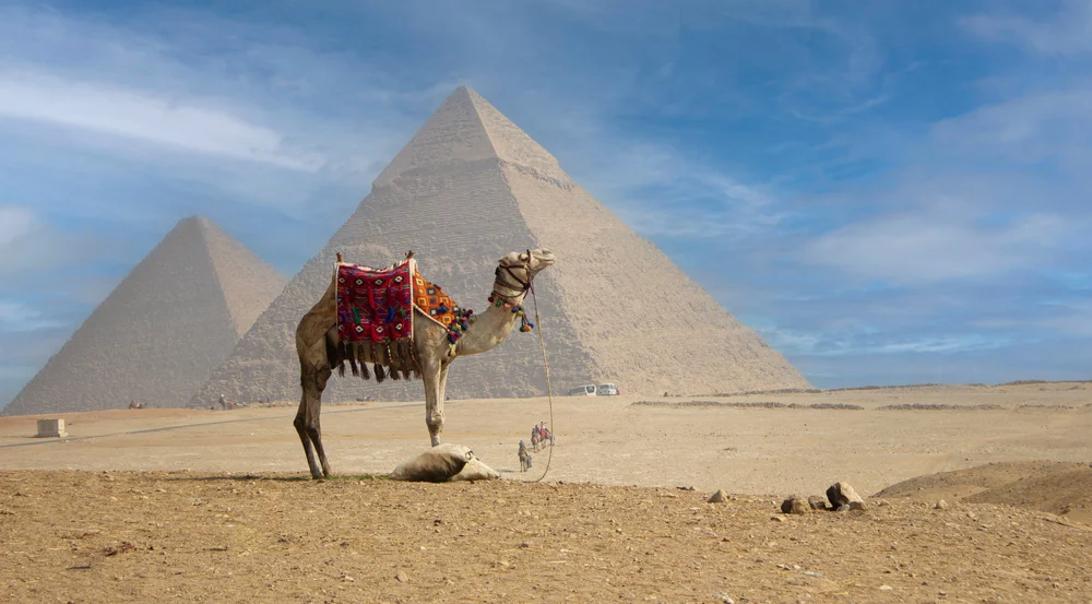 Egitto deserto, un cammello davanti alle piramidi