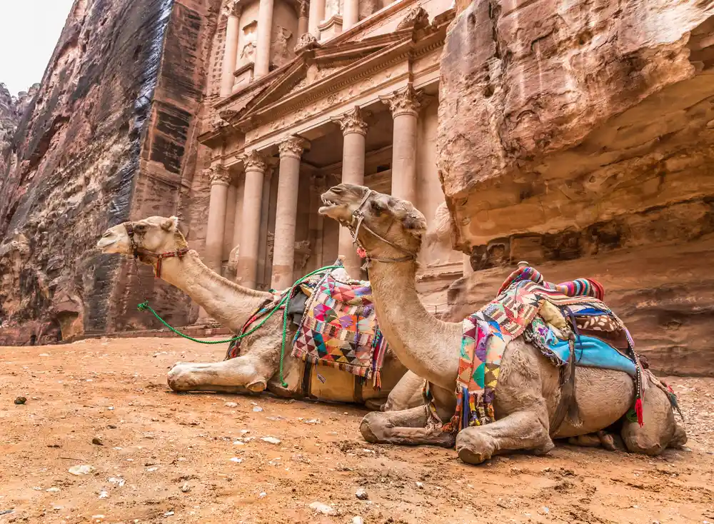 Cammelli a petra, giordania viaggio organizzato