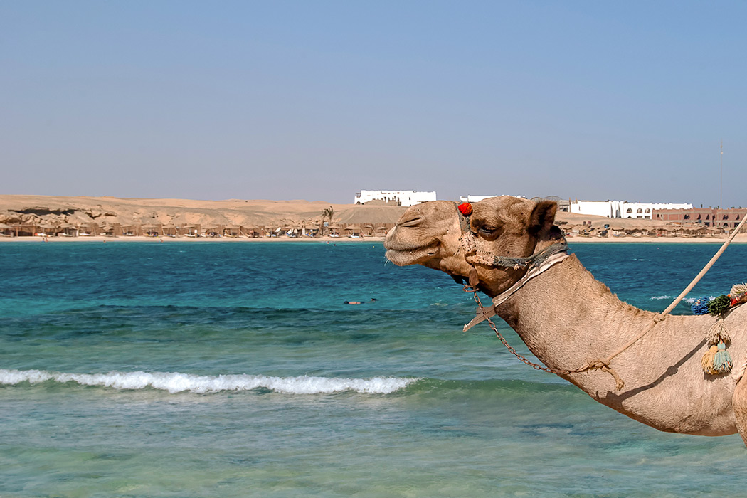 un cammello alla spiaggia di Marsa Alam in Egitto.