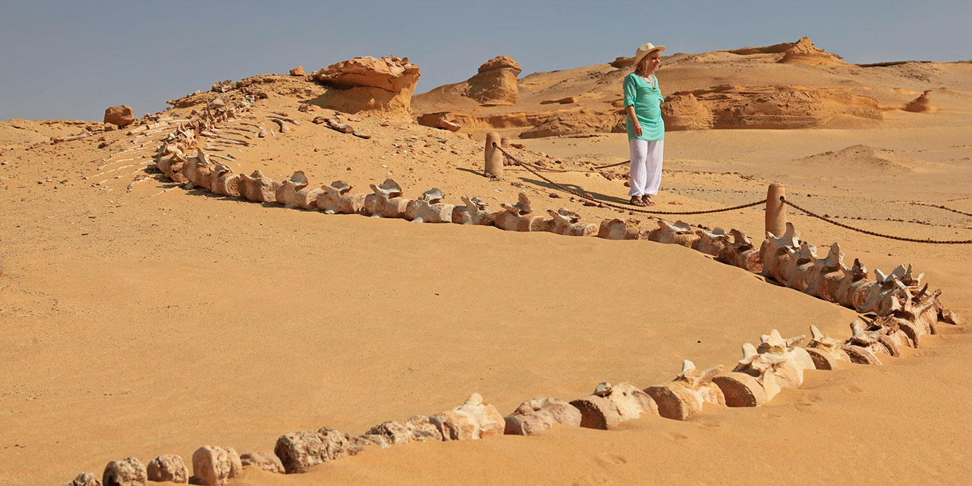 Wadi el hitan al fayum egitto Wadi el hitan al fayum egitto